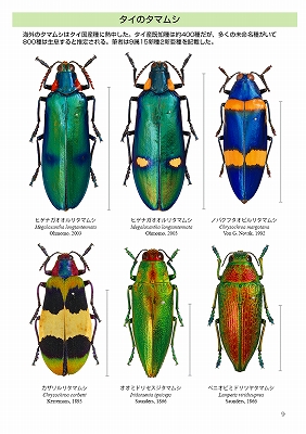 タマムシの魅力
