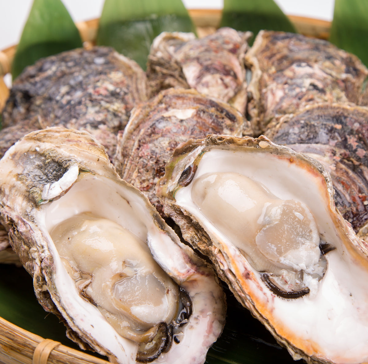 kaki_1200x1200.jpg?v=1632271863