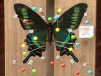 楽しい虫さがし体験 』 チョウの採集～標本製作・保存