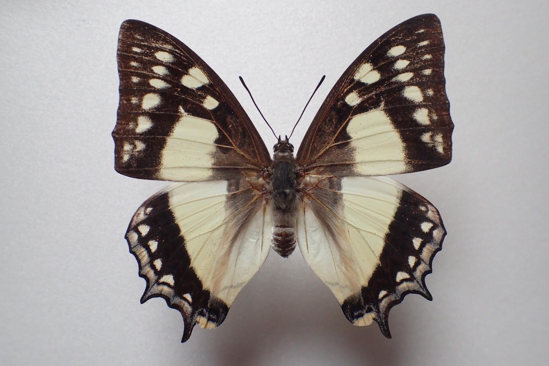 奄美大島のフタオチョウ（2021.2.10）