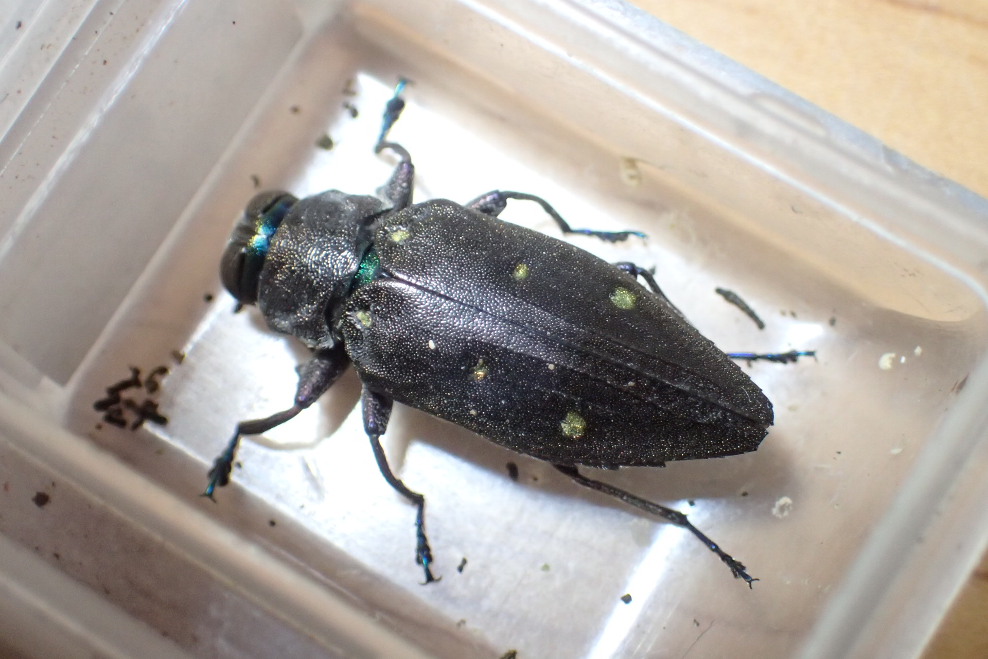 大珍品、九州のオオムツボシタマムシ（2022.5.17）