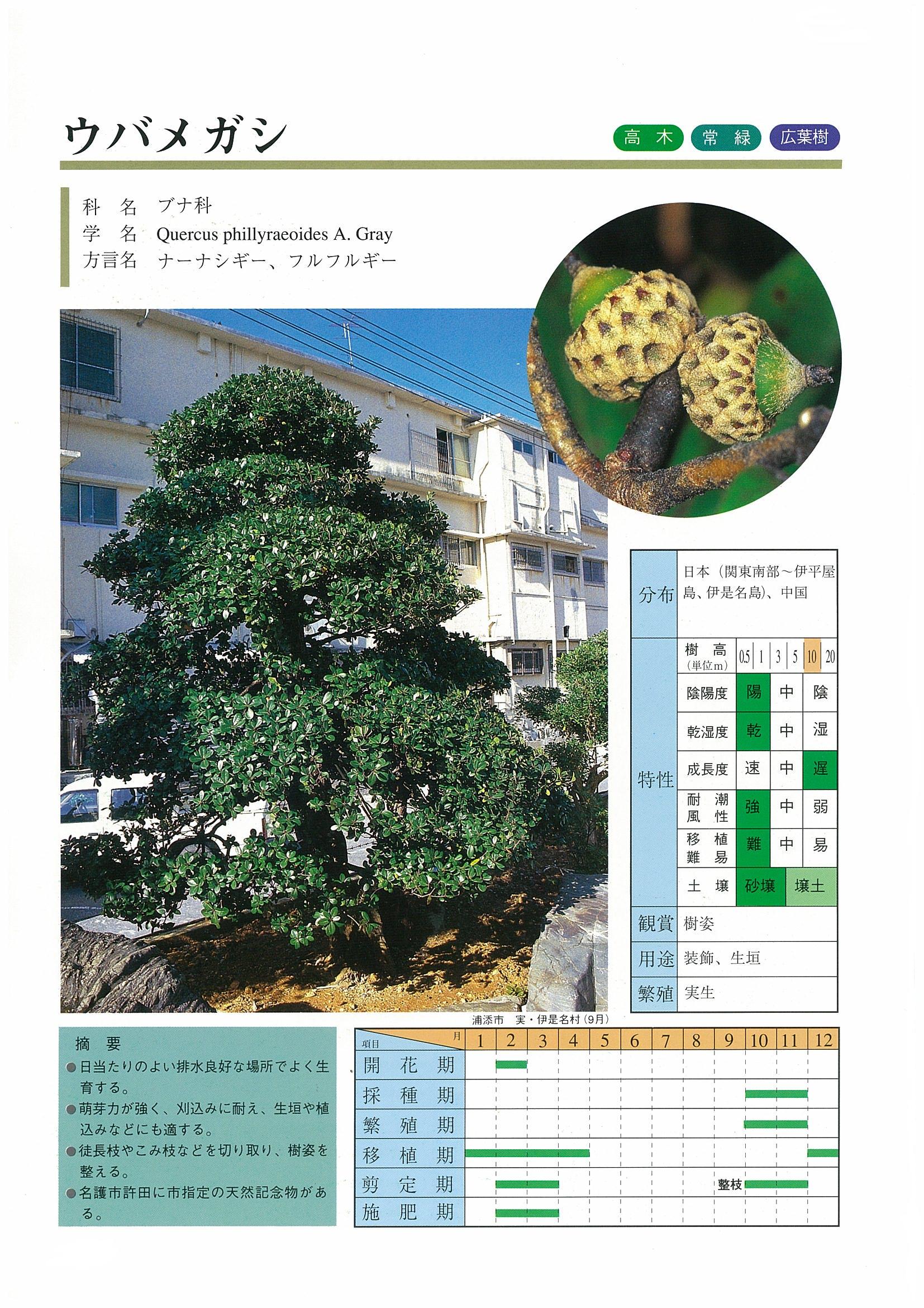 樹木図鑑 | 沖縄県緑化種苗協同組合