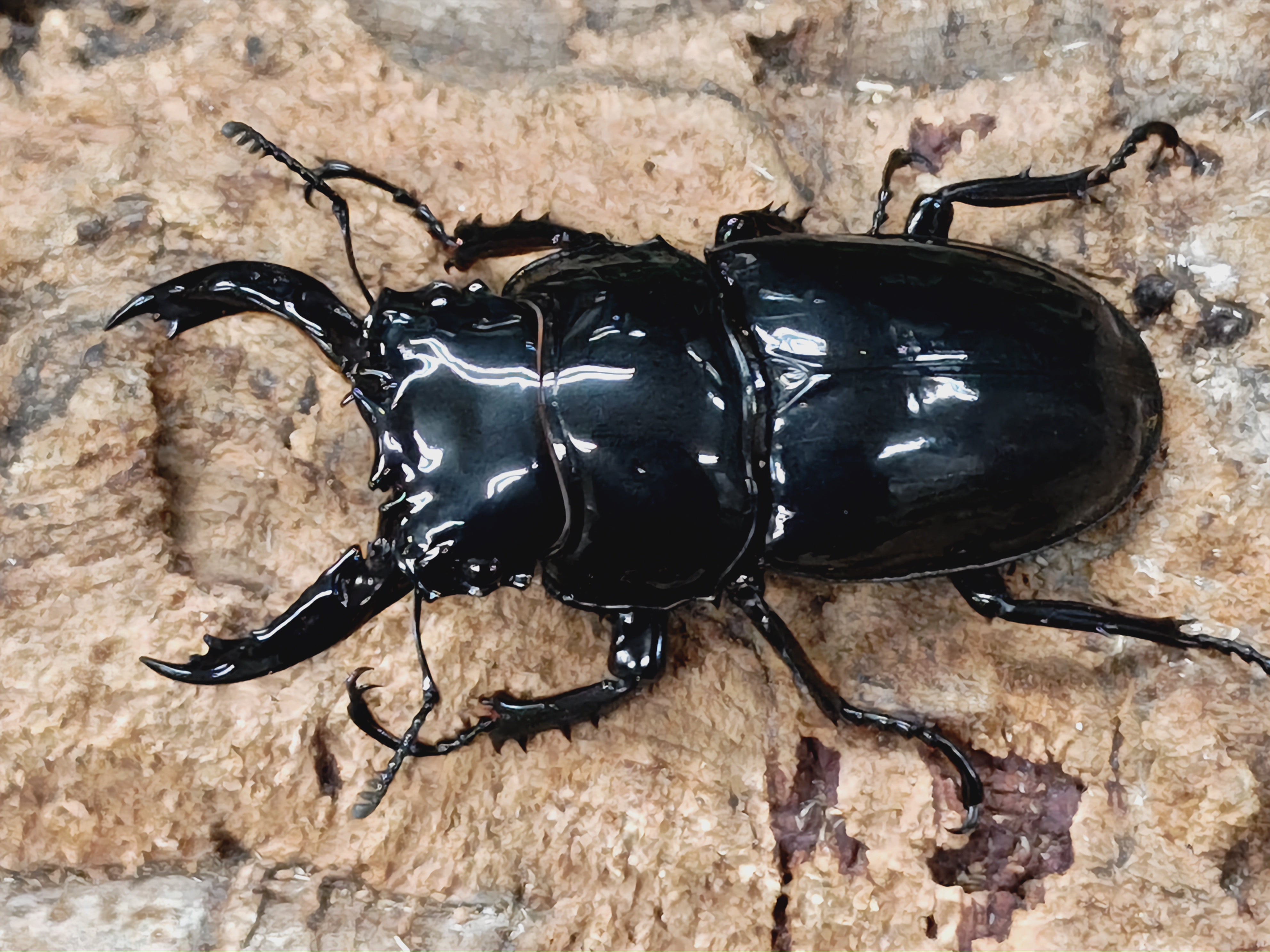 2025.1.27.新入荷!! – クワガタムシ・カブトムシ昆虫専門店COLORS