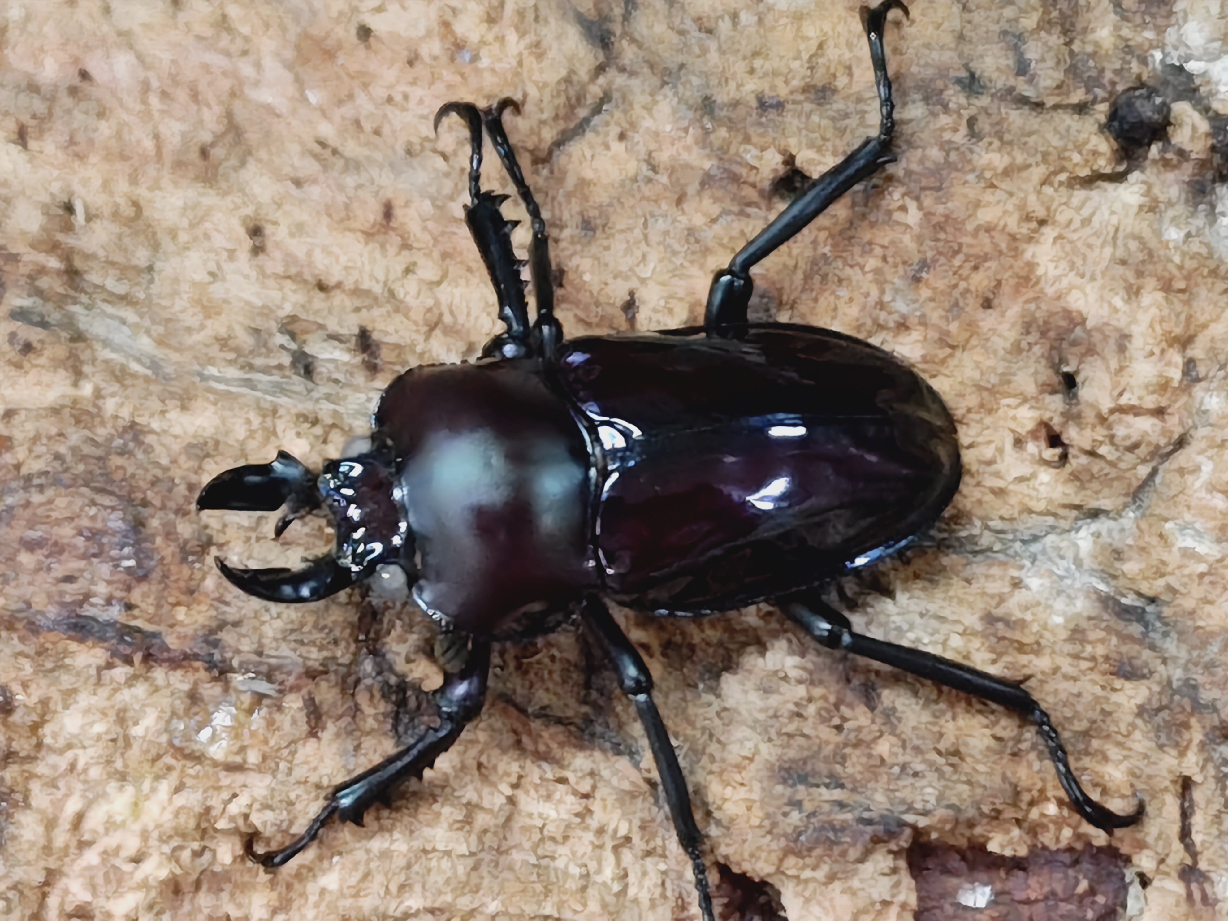 2025.7.1.新入荷!! – クワガタムシ・カブトムシ昆虫専門店COLORS