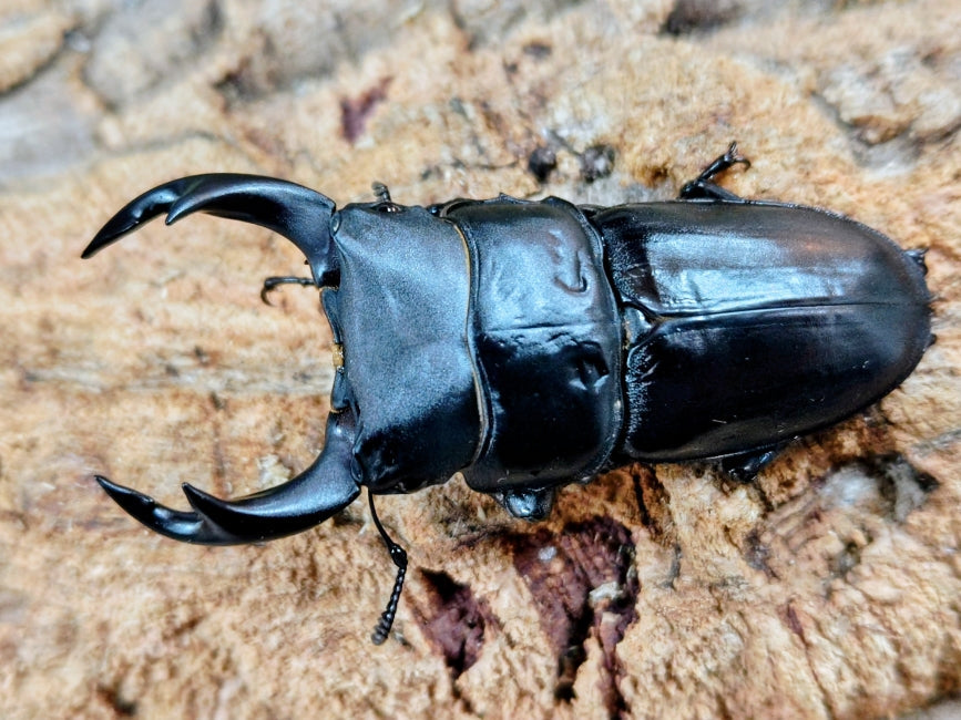 2026.2.19.新入荷!! – クワガタムシ・カブトムシ昆虫専門店COLORS