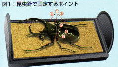 昆虫標本セット 標本コレクターズケース|イークワドットコム