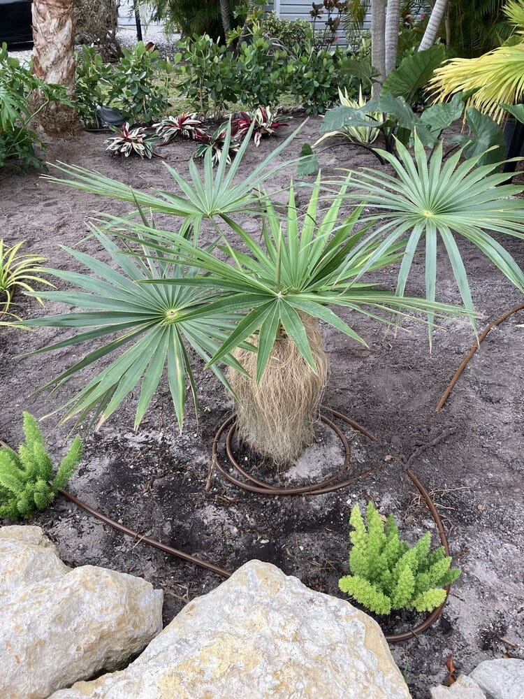 Old Man Palm Unique Ornamental Palm for Indoor & Outdoor