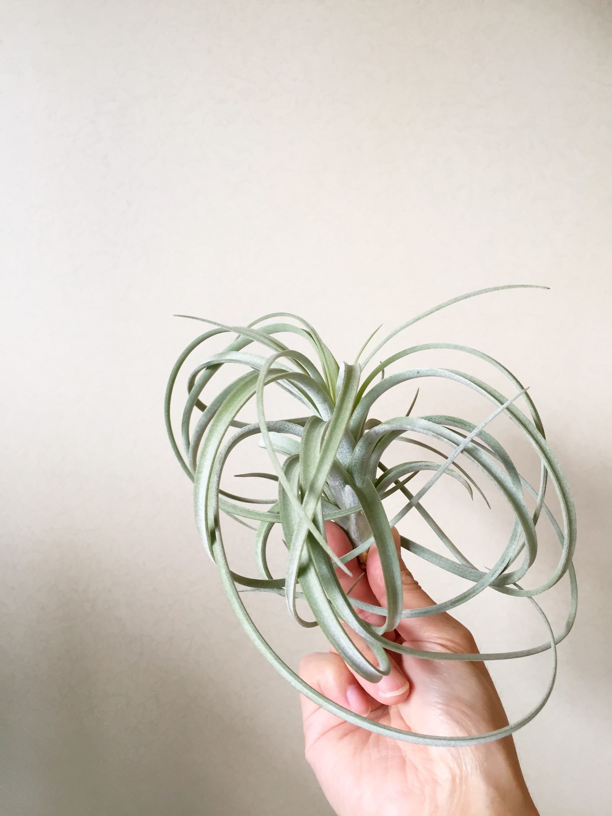 チランジア・エクセルタ Tillandsia exserta 育て方 図鑑 | Frontier