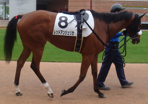 azabu youan » 馬を知ろう（馬の毛色）