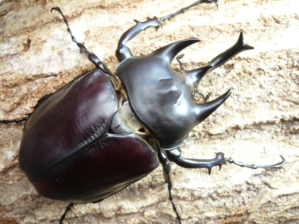 即ブリード可能 特価品 アクタエオンゾウカブト/アクティオン