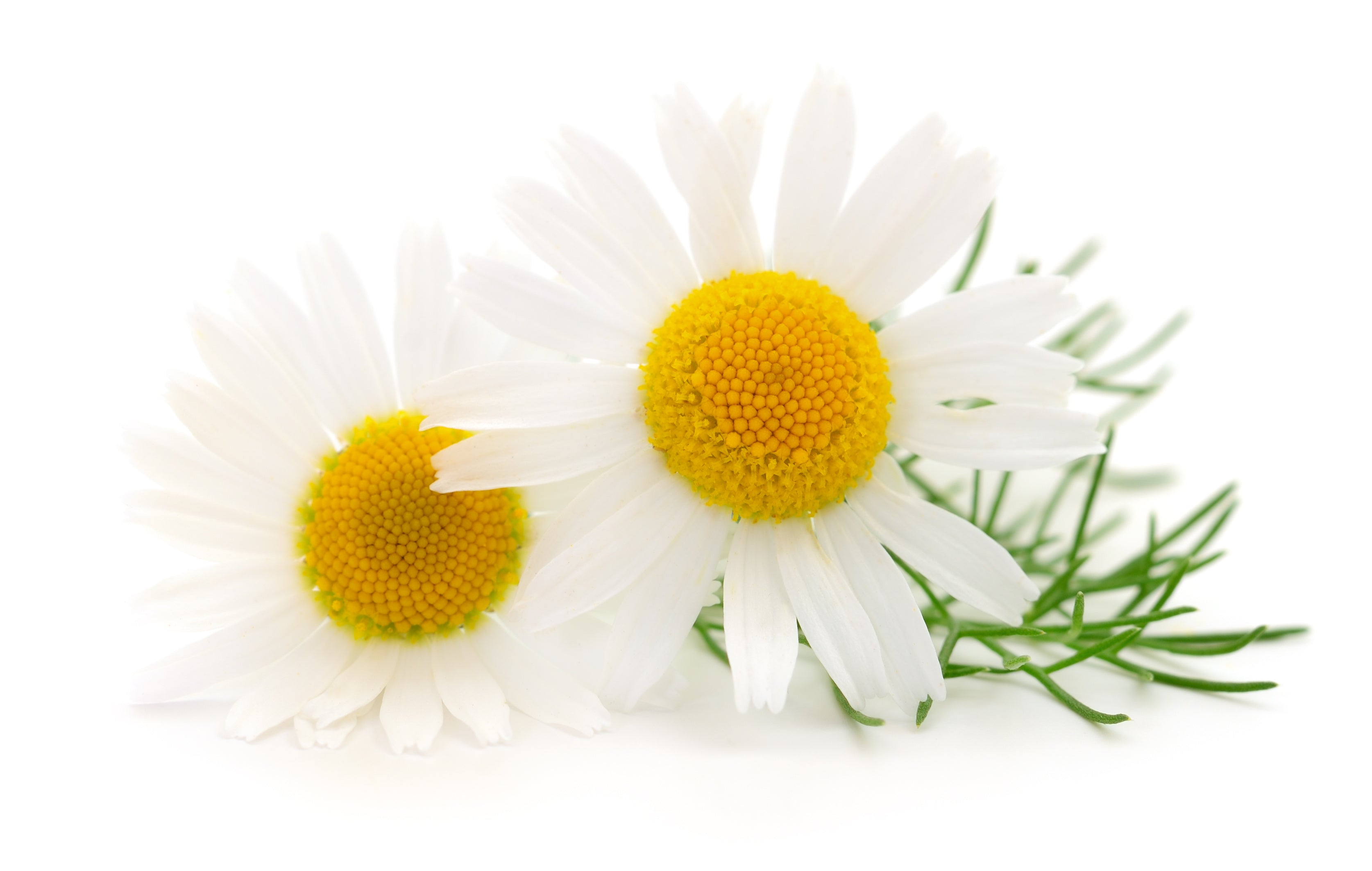 AdobeStock_282257896.jpg?v=