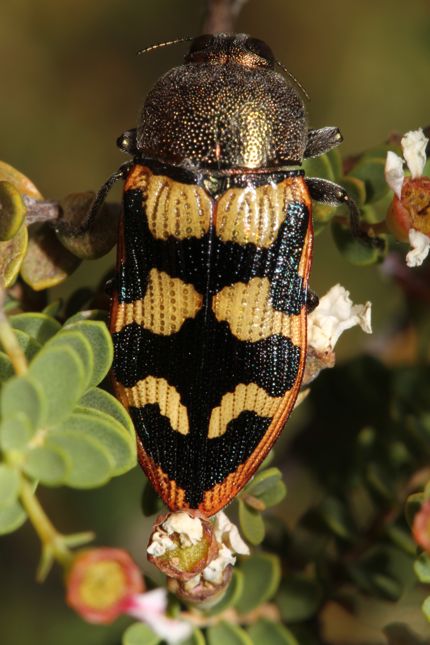 タマムシ | オーストラリアン ワイルドライフ Australian Wildlife