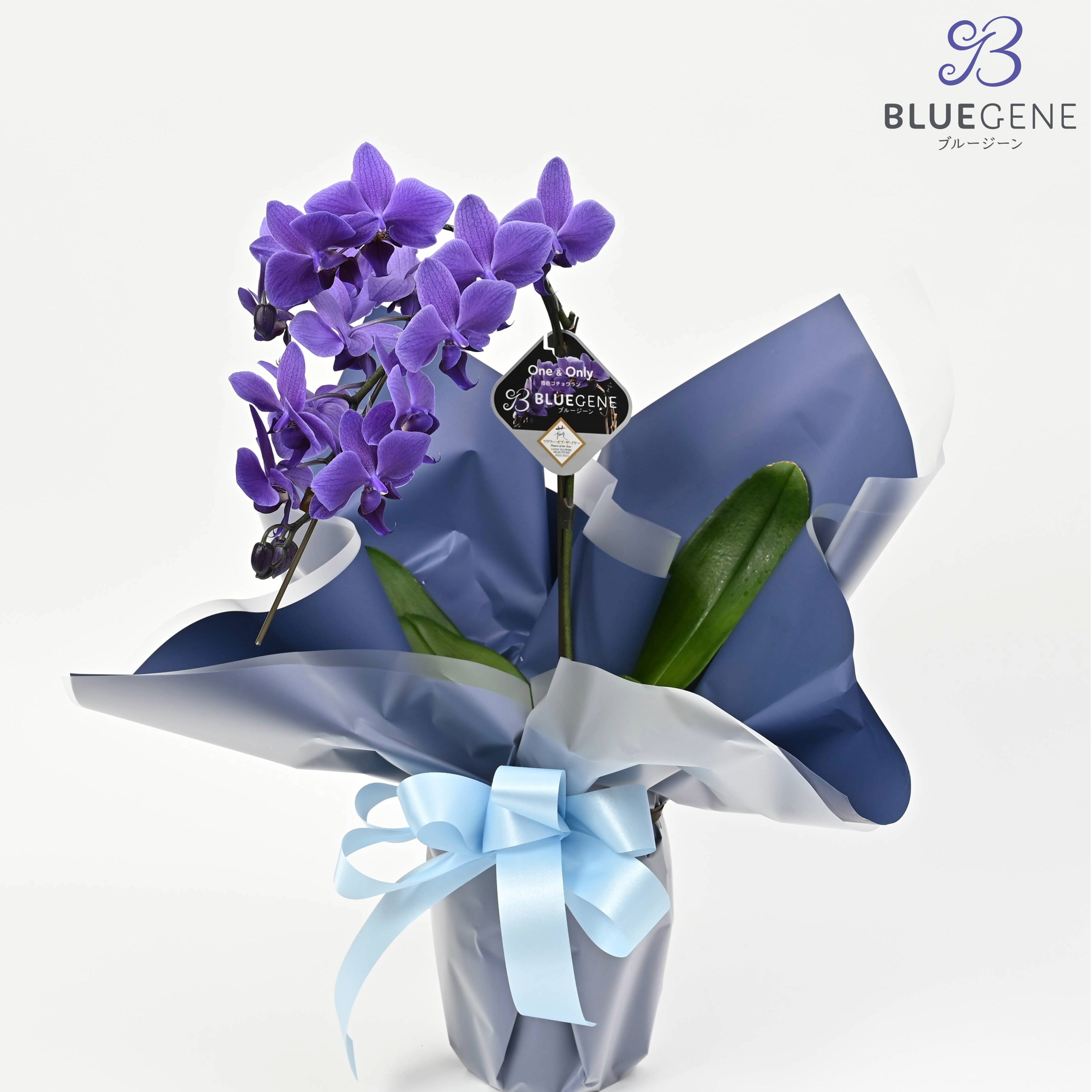 公式】青色胡蝶蘭ブルージーン1本立鉢 青系ラッピング／世界初の特別を