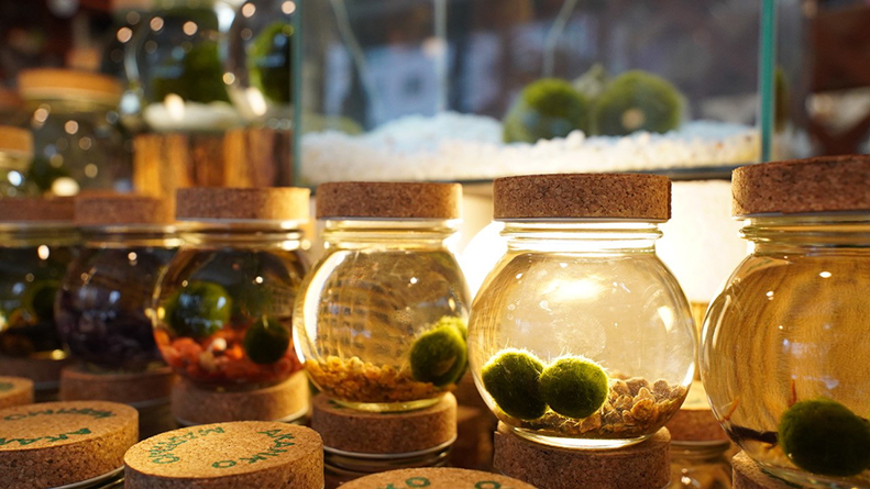 Huh? Really? Souvenir marimo balls?! | Overview | Hokkaido