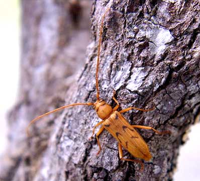 カミキリムシ（日本産カミキリ970種写真公開）