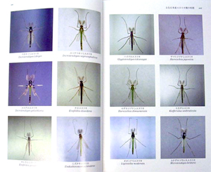 双翅目関連書籍