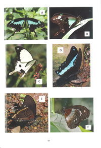 アフリカの蝶類 関連書籍