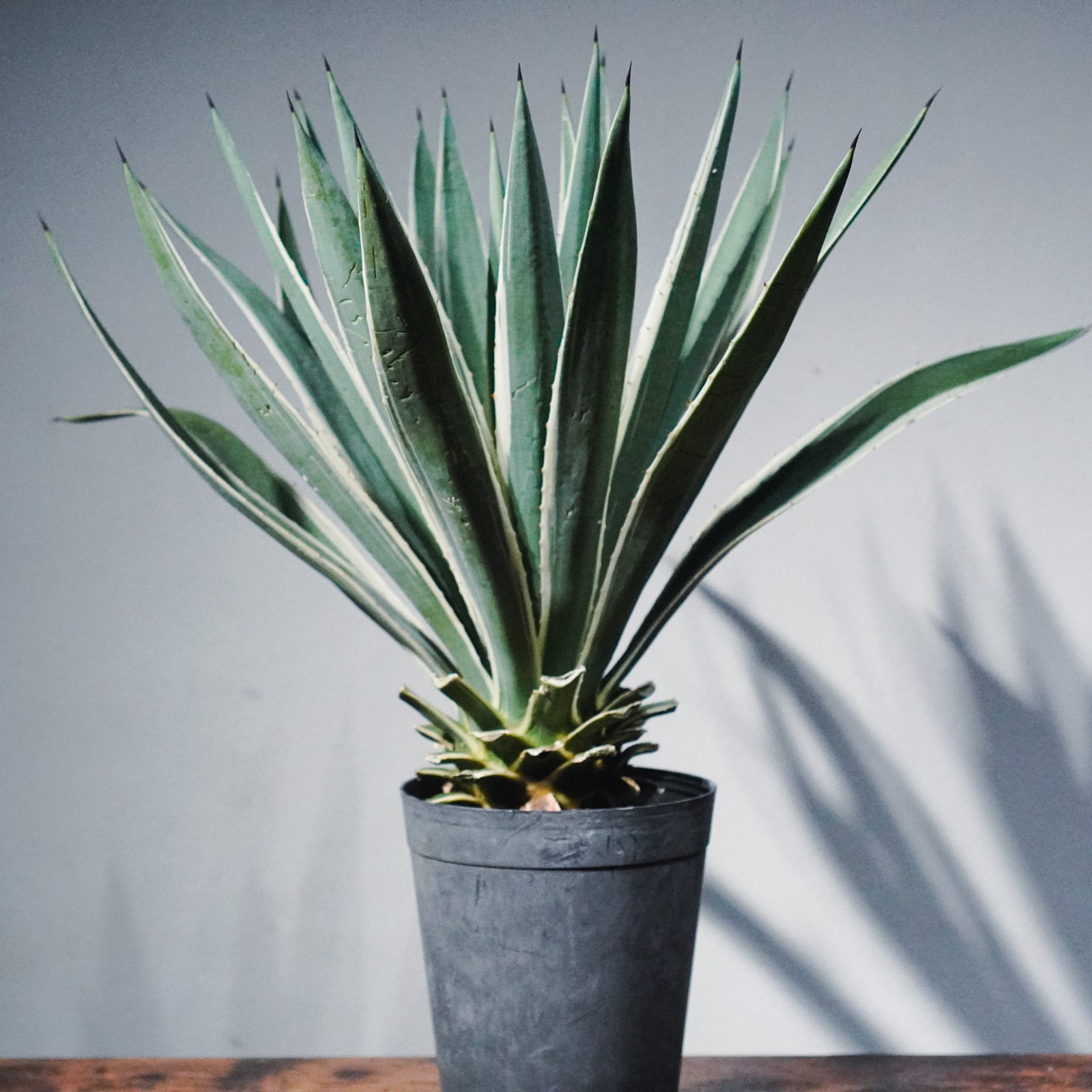 アガベ アングスティフォリア マルギナータ/ 白閃光（ハクセンコウ