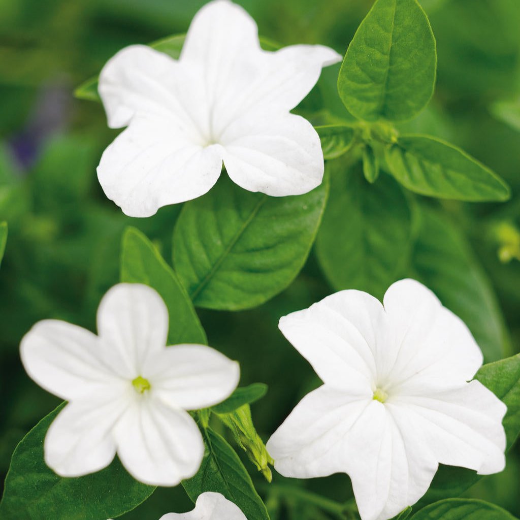 Endless™ Flirtation Browallia | Proven Winners – Creekside Nursery