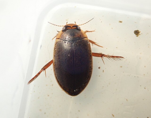 北海道生物図鑑「キタヒメゲンゴロウ」