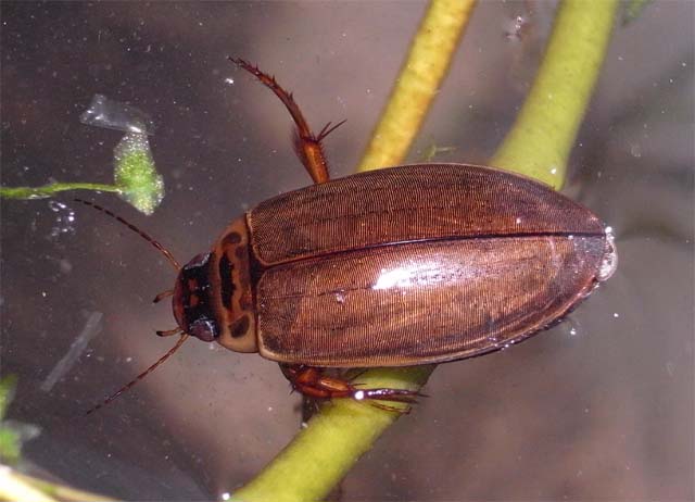 エゾヒラタヒメゲンゴロウ