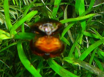 カラフトマルガタゲンゴロウ