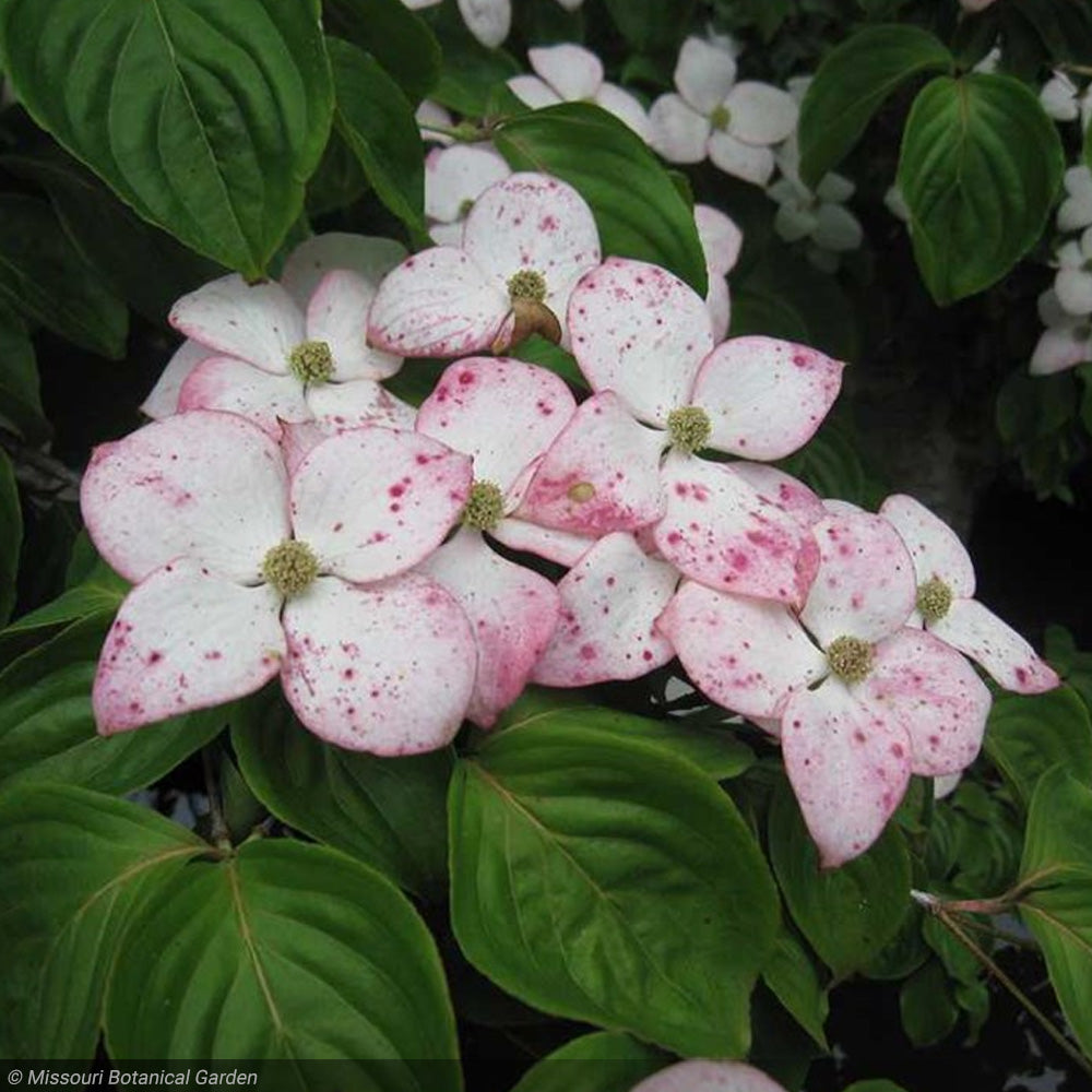 Dogwood, Kousa Satomi #15 – Greenwood Creek Nursery