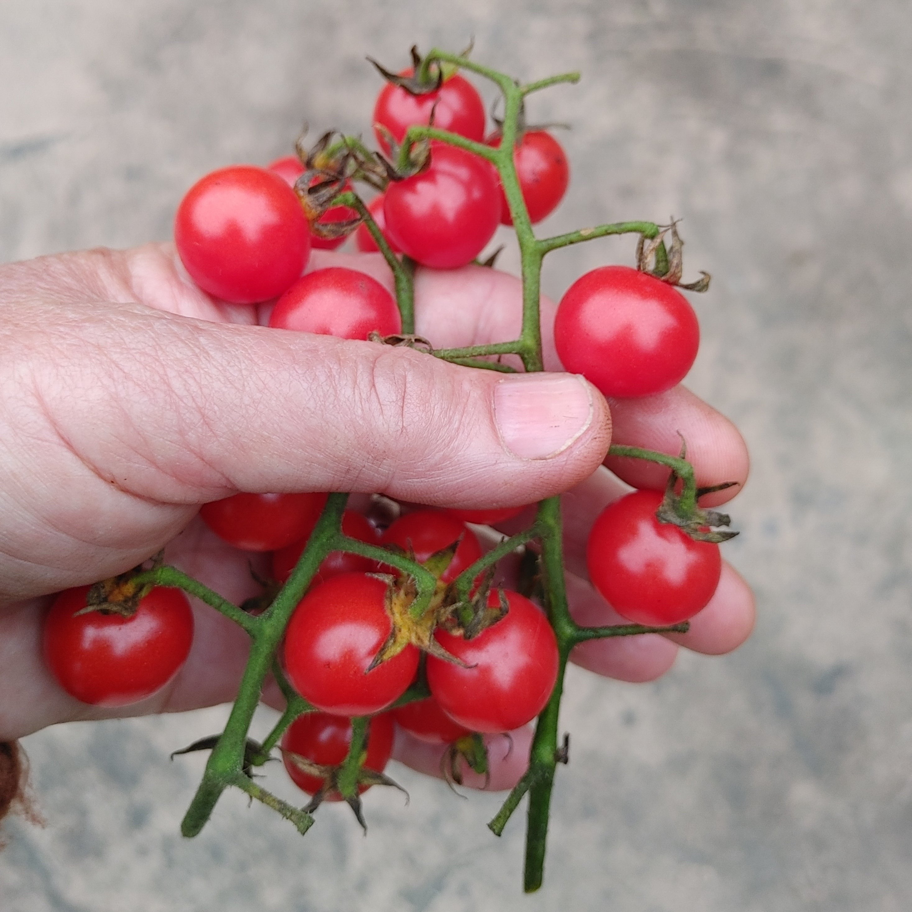 Matt's Wild Cherry – Hawthorn Farm