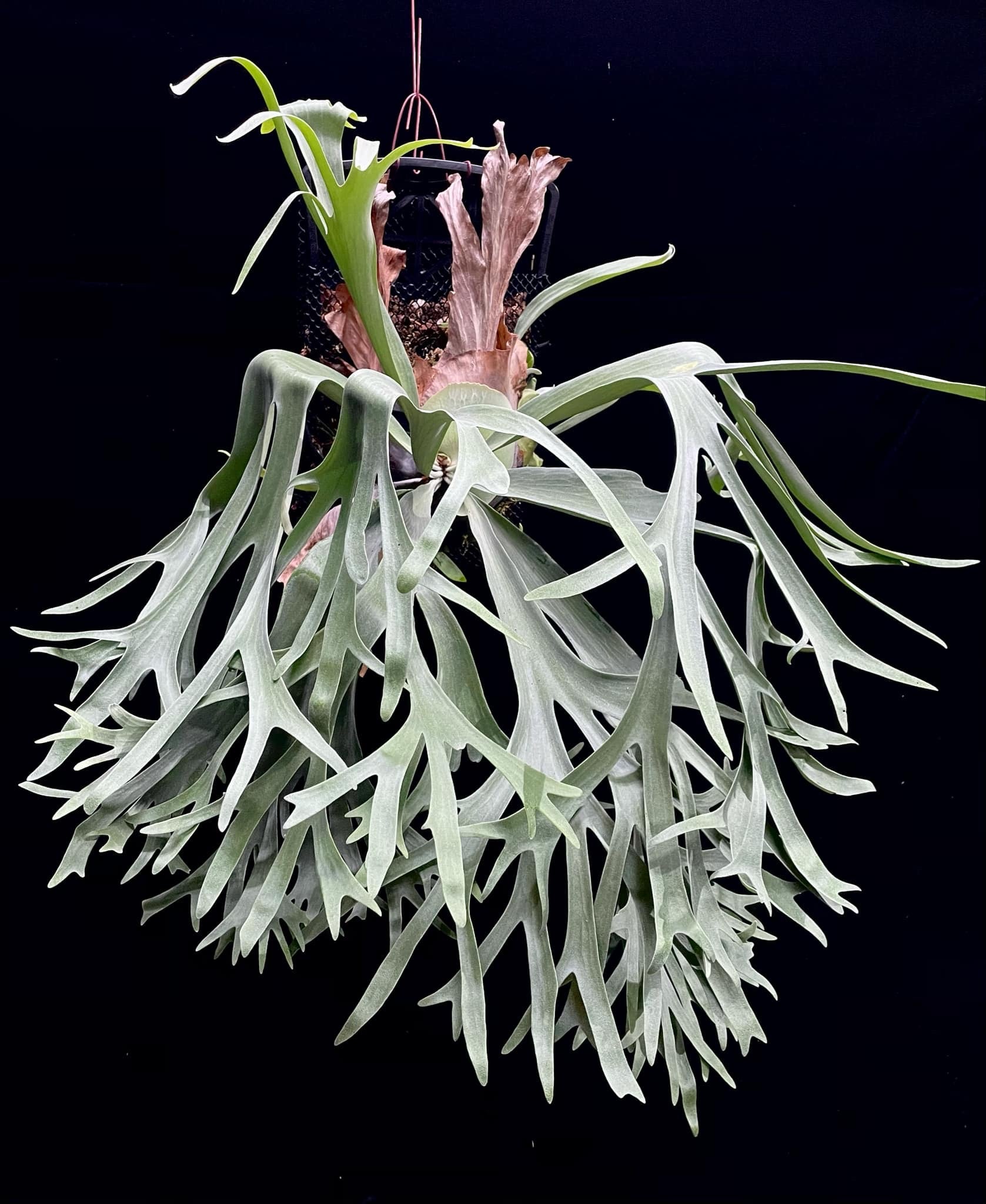 IMG-0584.jpg?crop=center&