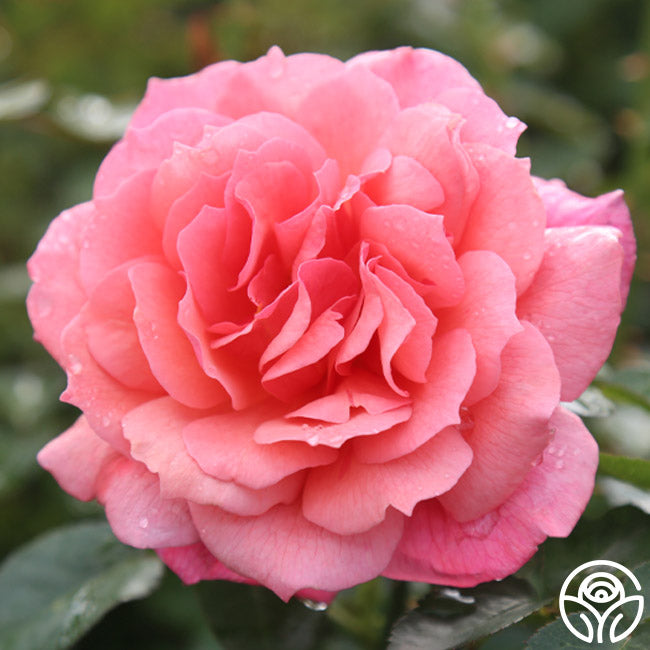 Reach for the Skies | Pink Climbing Roses Rose Bush – Heirloom Roses
