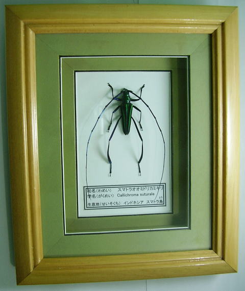 額入り昆虫標本 カミキリムシ