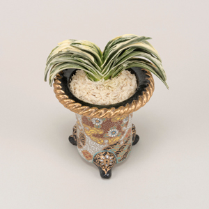 春光園版）万年青360選 〜 羅紗 *あ〜す* 〜 - 春光園 【公式