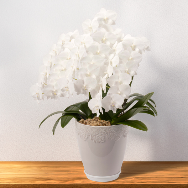 2024-25 Winter New Year Flower Gift 【大阪・中之島/サトウ花店