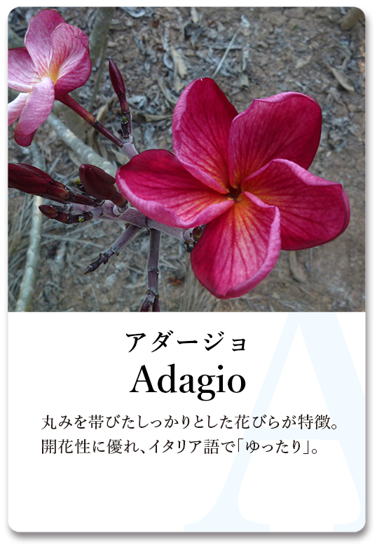 PLUMERIA GUIDE＜プルメリア図鑑＞ | サイタマ プルメリアフェスティバル