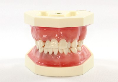 ニッシン - 顎模型（咬合器付き） P15FE-SRP.2（加藤久子モデル