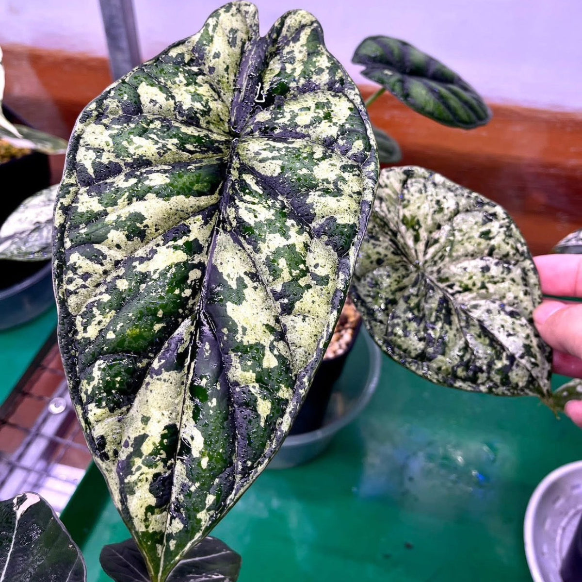 シロウト園芸選抜】【希少】アロカシア 'ドラゴンスケール' ミント 2号