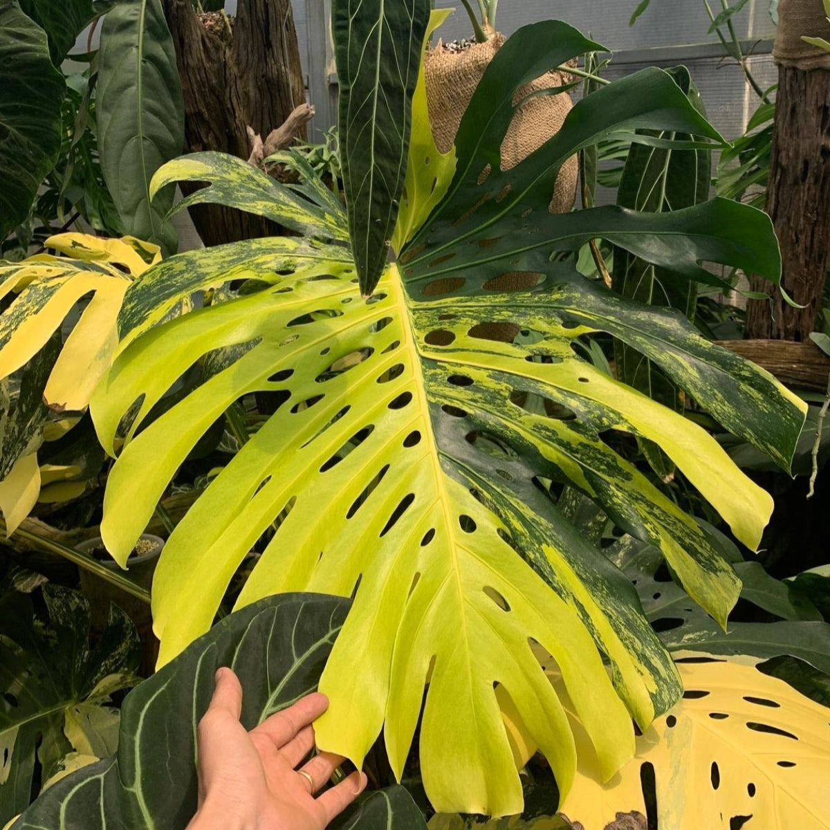 モンステラ・デリシオーサ 'イエローマリリン' – RARE PLANTS JAPAN