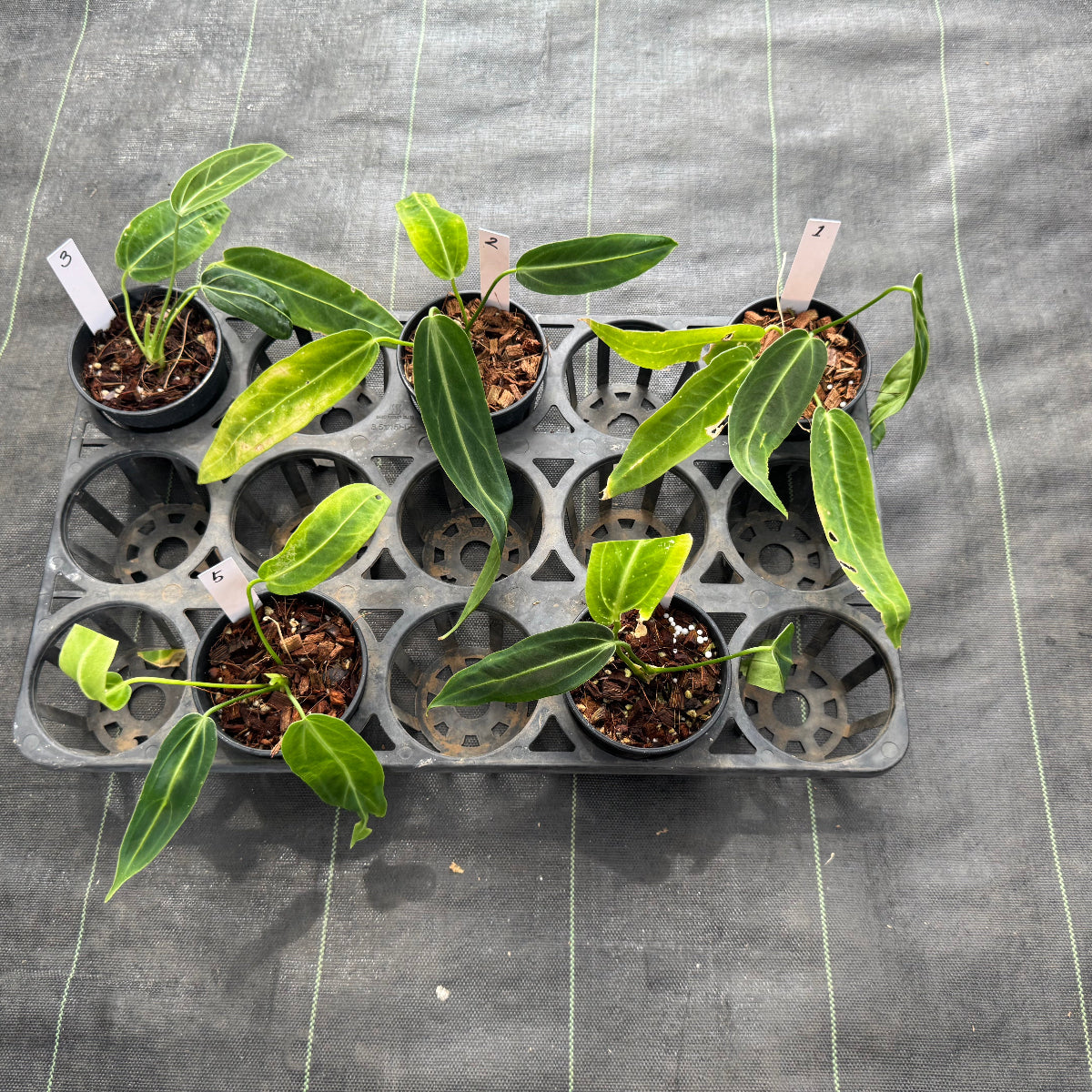 P*a様 MS55 10株セット訳ありアンスリウム・ワロクアナム AMAZON