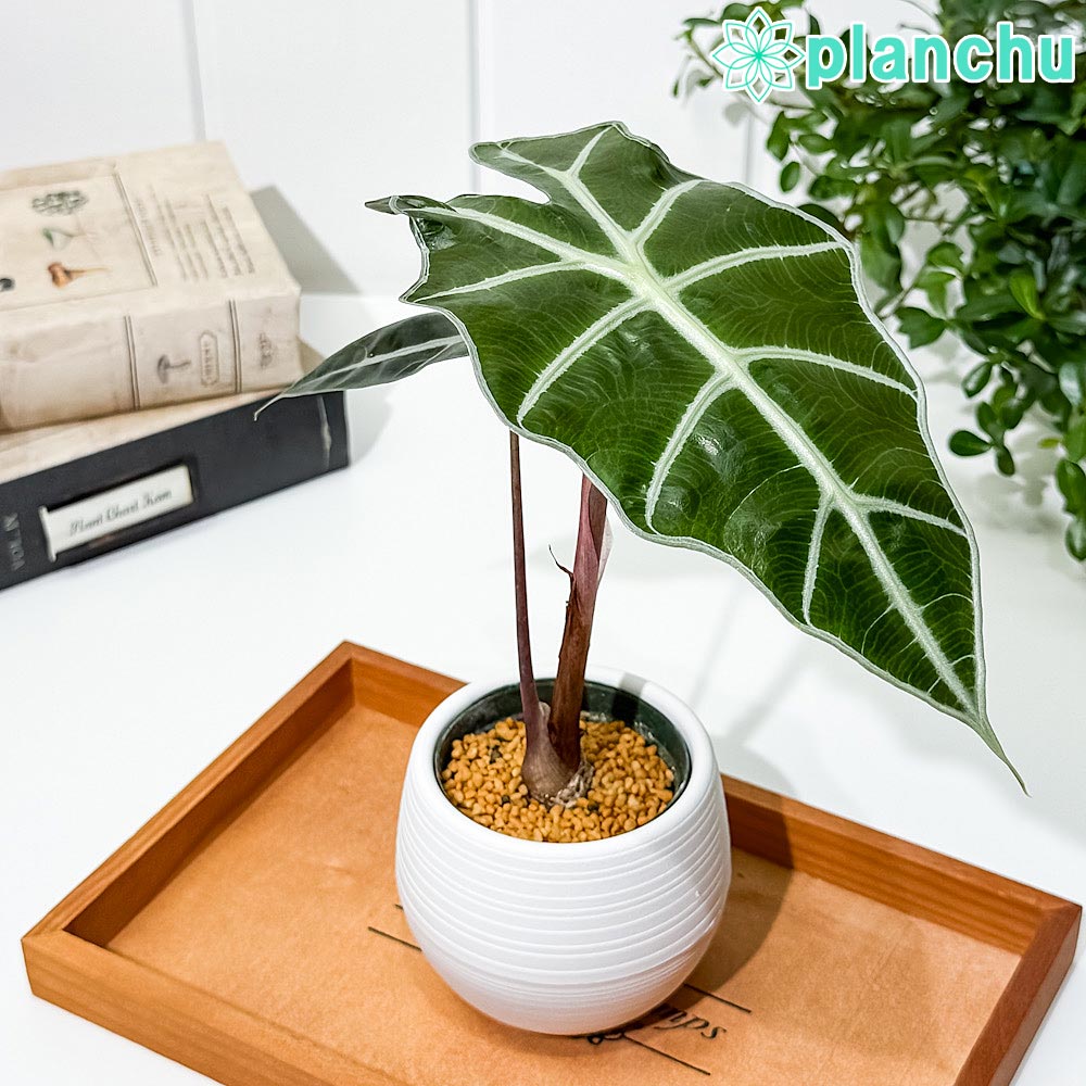 PLANCHU 観葉植物 アロカシア アマゾニカ ポリー 3号丸鉢 受け皿付き