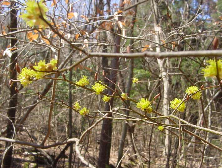 山好き、花好き : 早春の山にて、シロモジの花