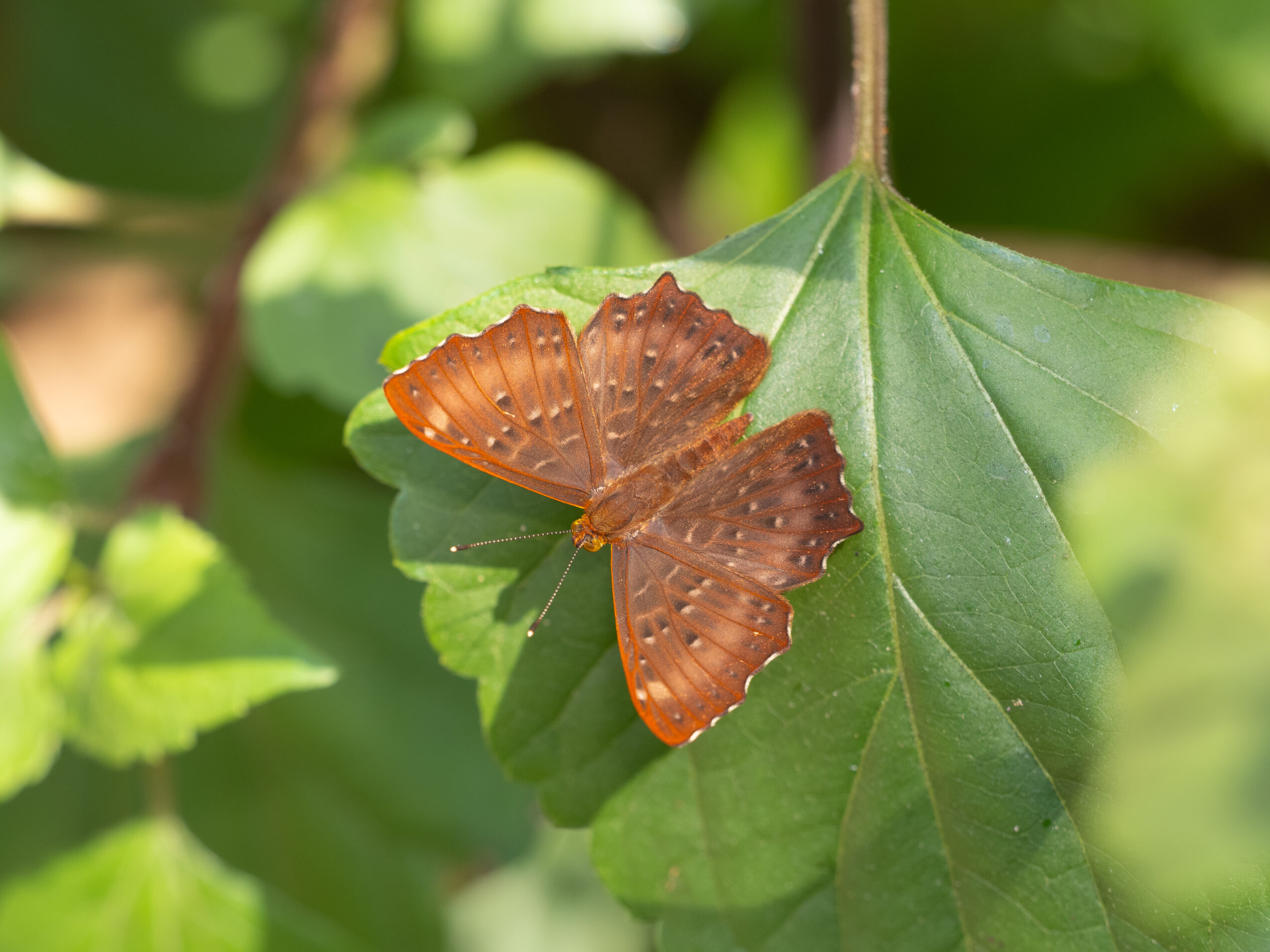 ホシシジミタテハ-Zemeros flegyas - 蝶と見る世界