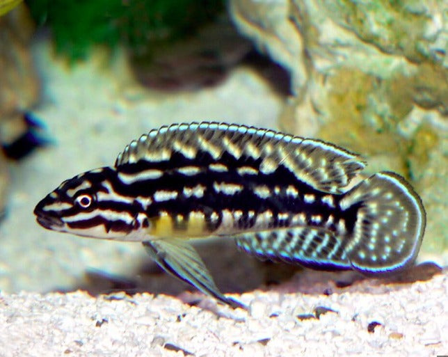 Julidochromis Marlieri – THE EVOLVED FISH