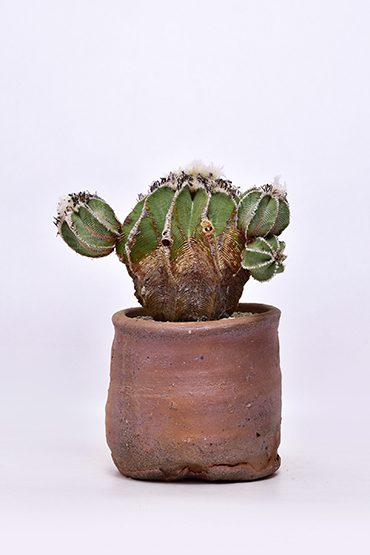 アズテキウム ヒントニー | 叢 – くさむら – Qusamura