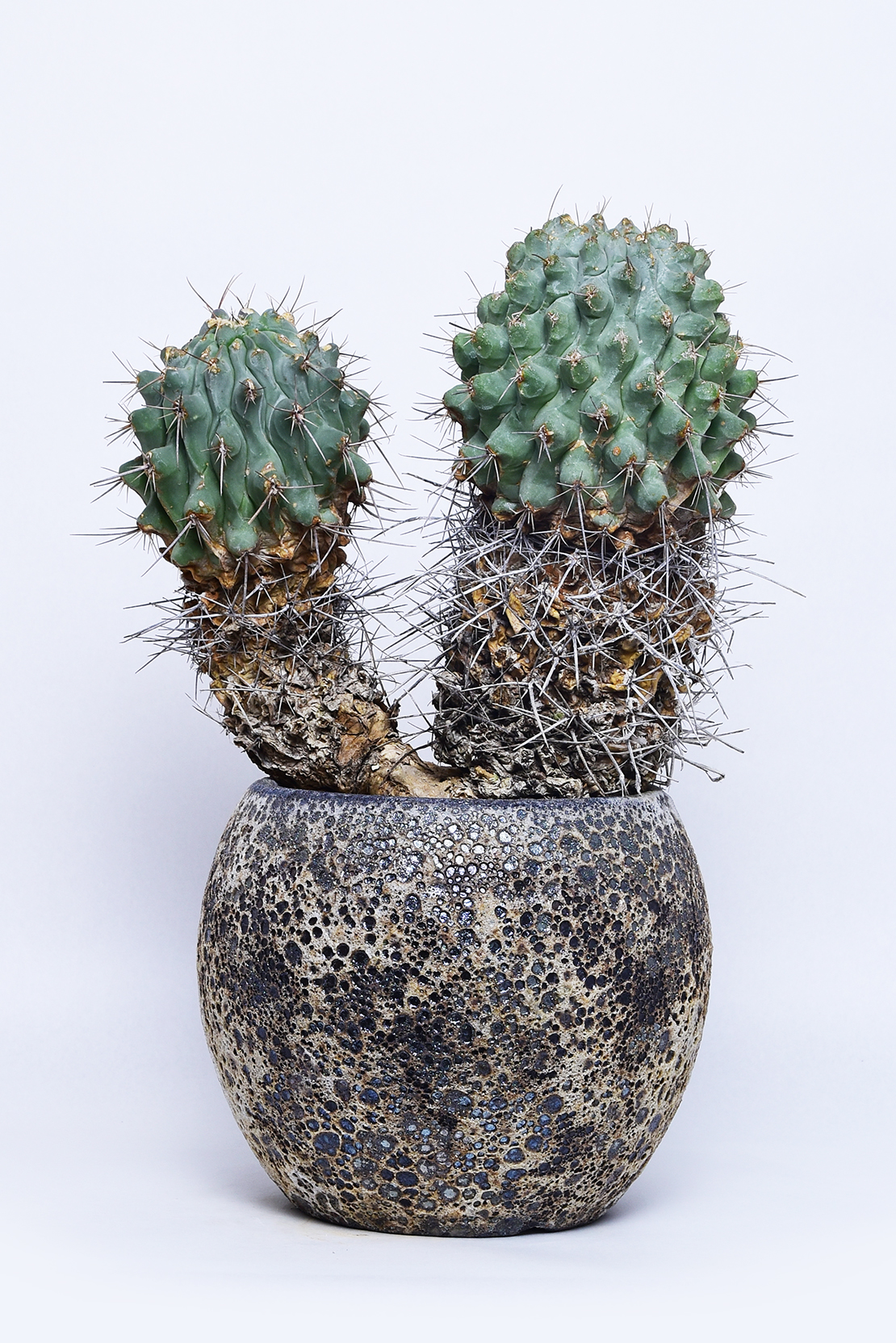 テロカクタス 鶴巣丸 | 叢 – くさむら – Qusamura