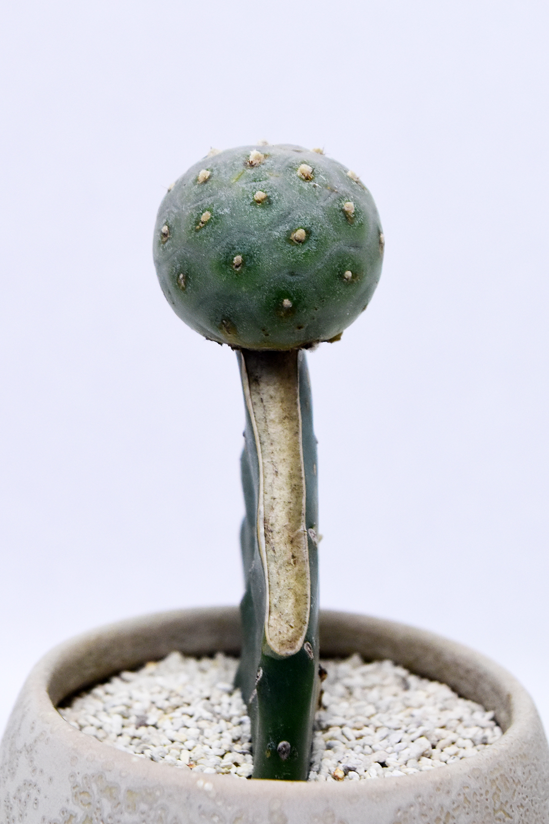 テフロカクタス ゲオメトリクス | 叢 – くさむら – Qusamura