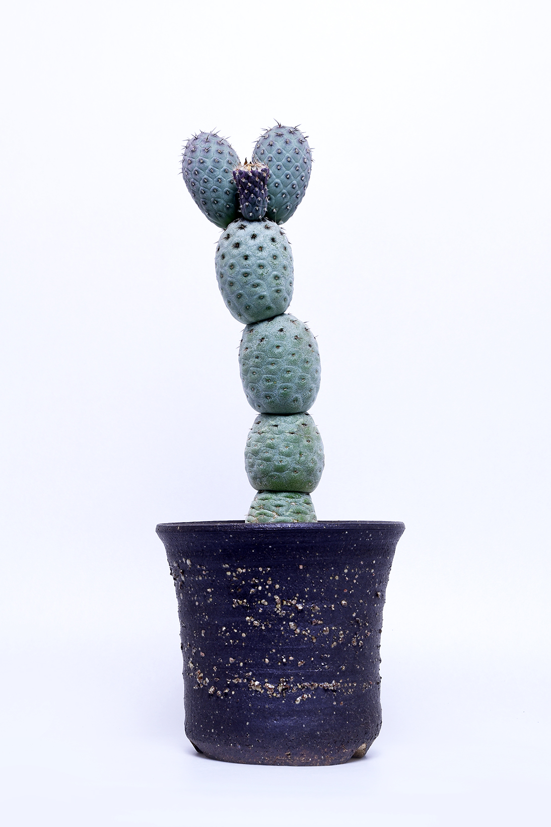 テフロカクタス ゲオメトリクス | 叢 – くさむら – Qusamura