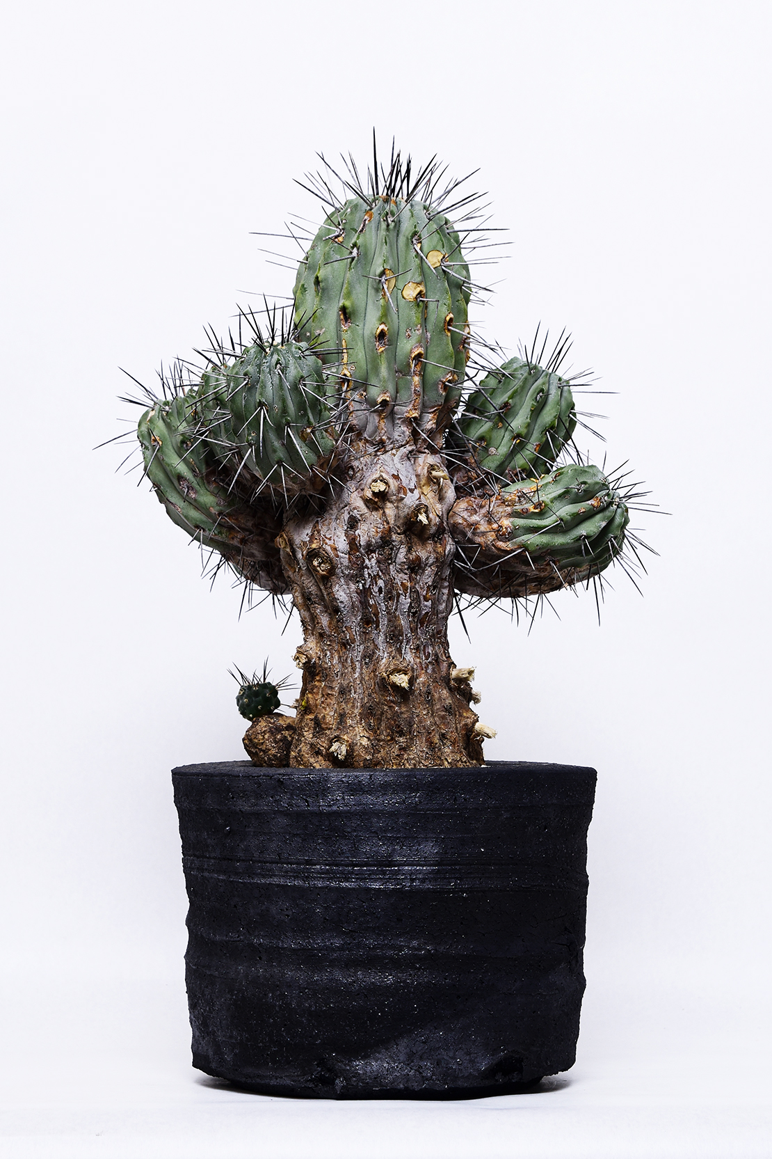 コピアポア 黒士冠 | 叢 – くさむら – Qusamura