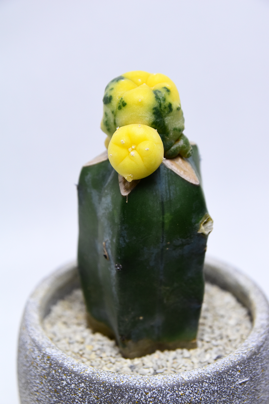 ロホホラ 銀冠玉錦 | 叢 – くさむら – Qusamura