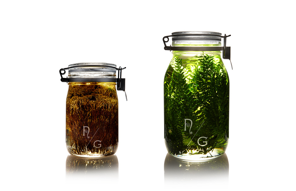 NEPENTHES「N/G」SEALED BOTTLE PLANTS | RINTARO ISHIGE OFFICIAL WEBSITE