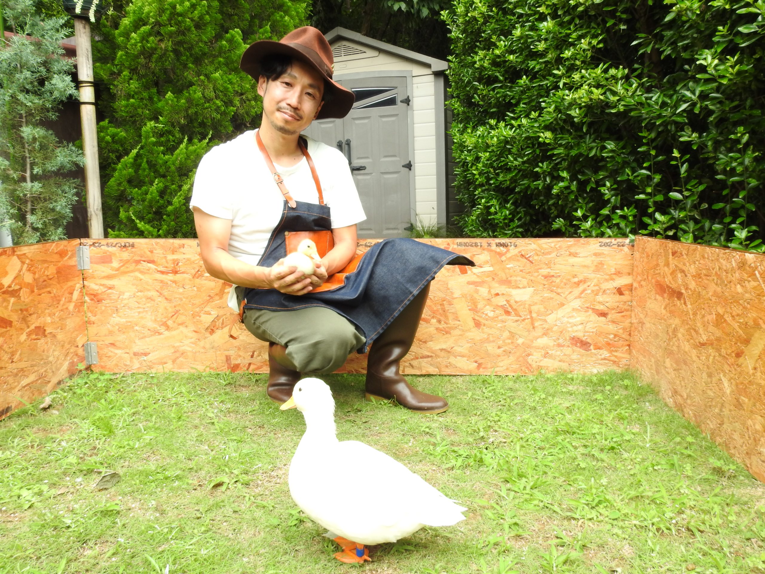 コールダックの飼い方、孵化方法、アヒル飼育、産卵、同居方法、飼育